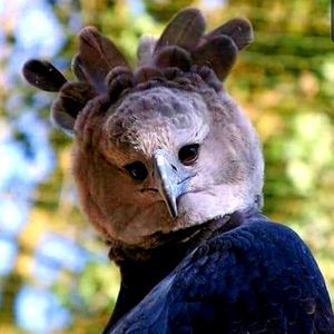 Meet your Posher, Peter